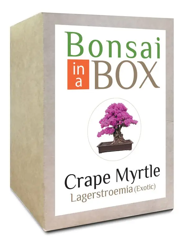 Bonsai in a box - Crape Myrtle