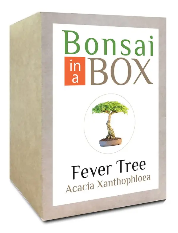 Bonsai in a box - Fever