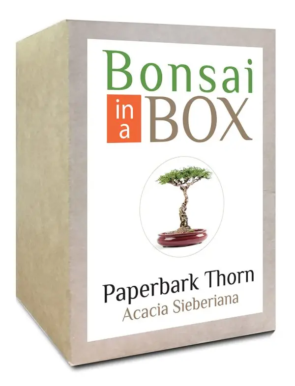 Bonsai in a box - Paperbark Thorn