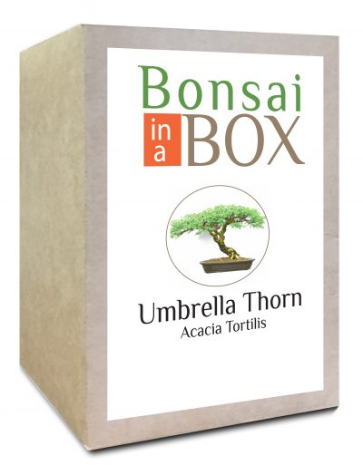 Bonsai in a box - Umbrella Thorn