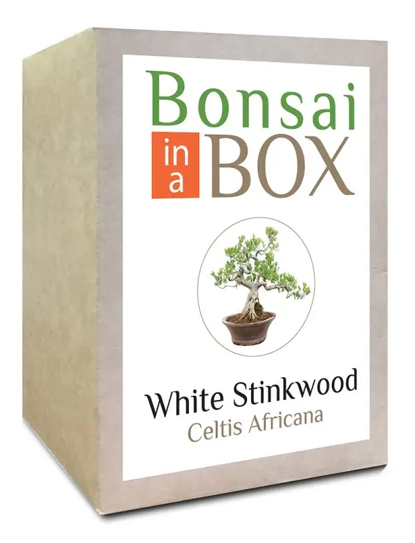 Bonsai in a box - White Stinkwood