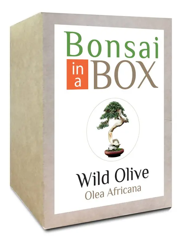 Bonsai in a box - Wild Olive Tree