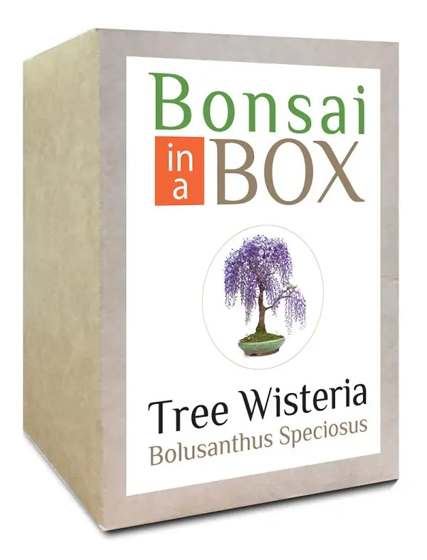 Bonsai in a box - Wisteria Bonsai Tree