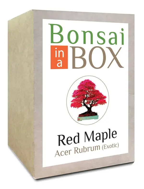 Bonsai in a box - Red Maple