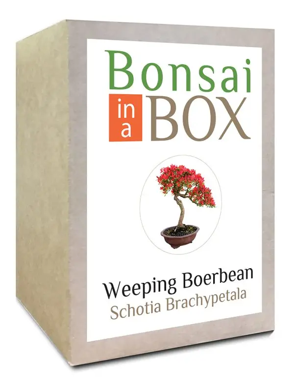 Bonsai in a box - Weeping Boerbean