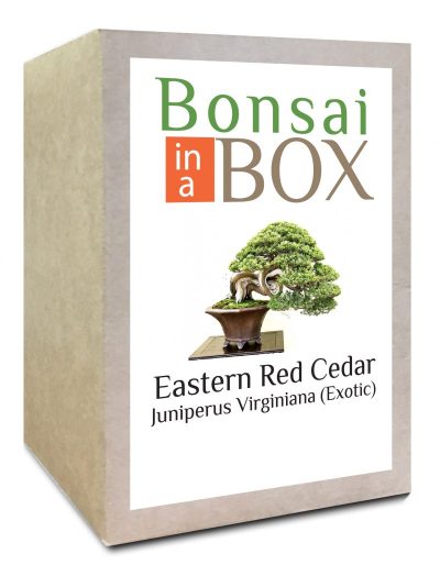 Bonsai in a box - Eastern Red Cedar