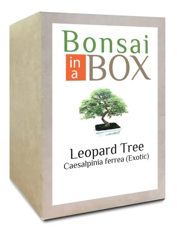 Bonsai in a box - Leopard Tree
