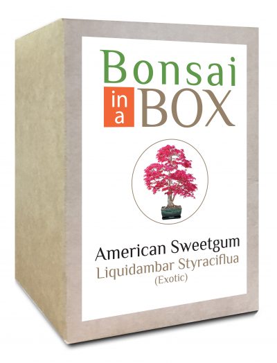 Bonsai in a box - American Sweetgum
