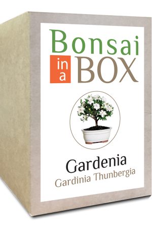 Gardenia Bonsai