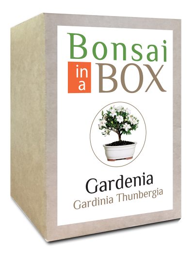 Gardenia Bonsai