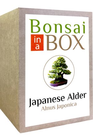 Japanese Alder Bonsai