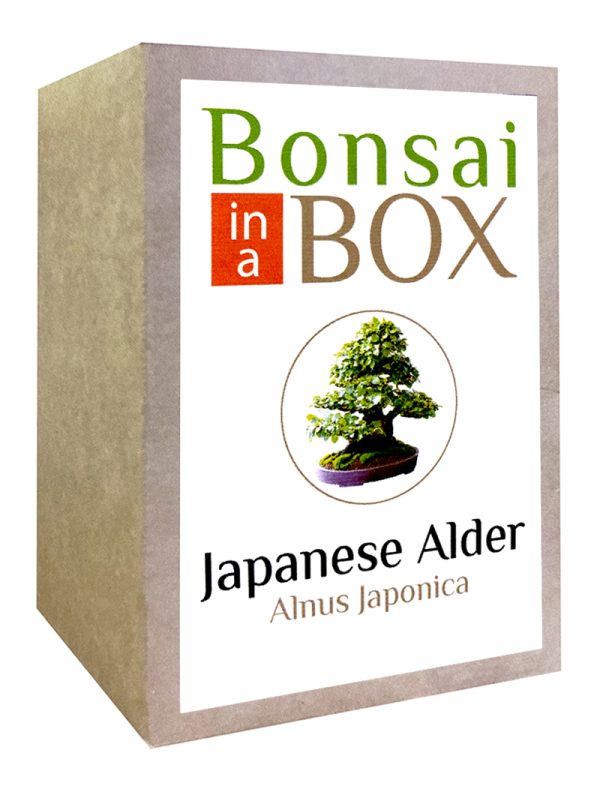 Japanese Alder Bonsai