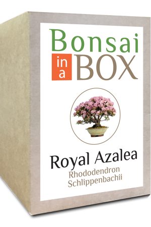 Royal Azalea Bonsai