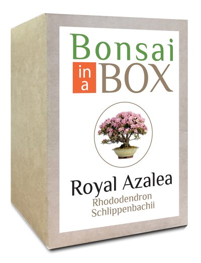 Royal Azalea Bonsai