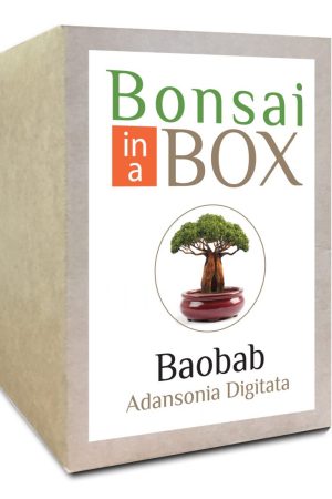 Baobab bonsai Tree