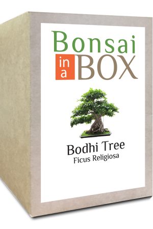 Bodhi Bonsai