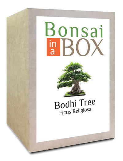 Bodhi Bonsai