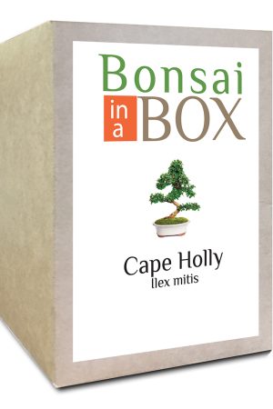 Cape Holly Bonsai