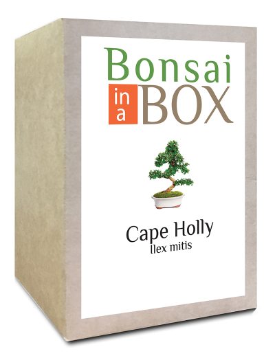 Cape Holly Bonsai