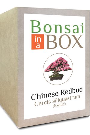 Chinese Redbud Bonsai