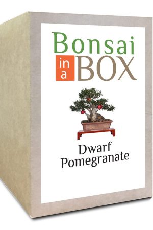 Pomegranate Bonsai