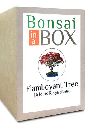 Flamboyant Bonsai