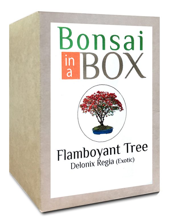 Flamboyant Bonsai