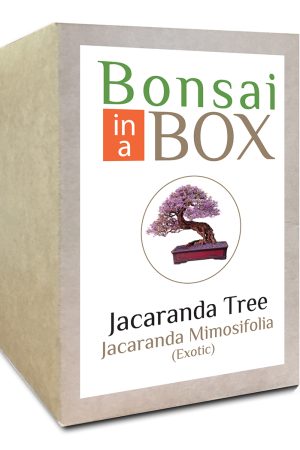 Jacaranda Bonsai