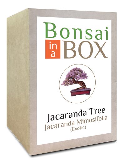 Jacaranda Bonsai