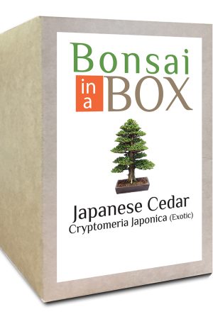 Japanese Cedar Bonsai