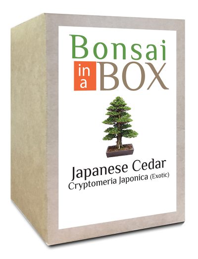 Japanese Cedar Bonsai