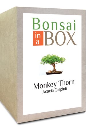 Monkey Thorn Bonsai