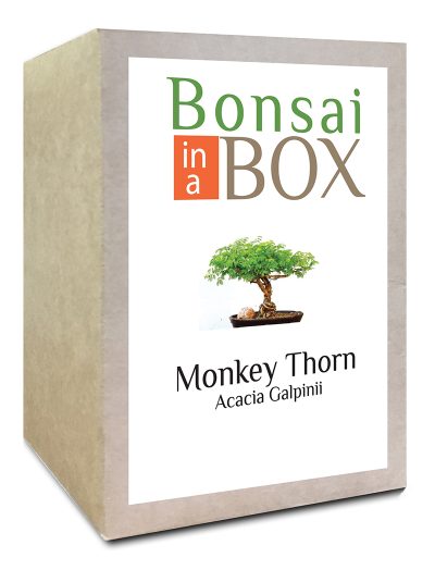 Monkey Thorn Bonsai