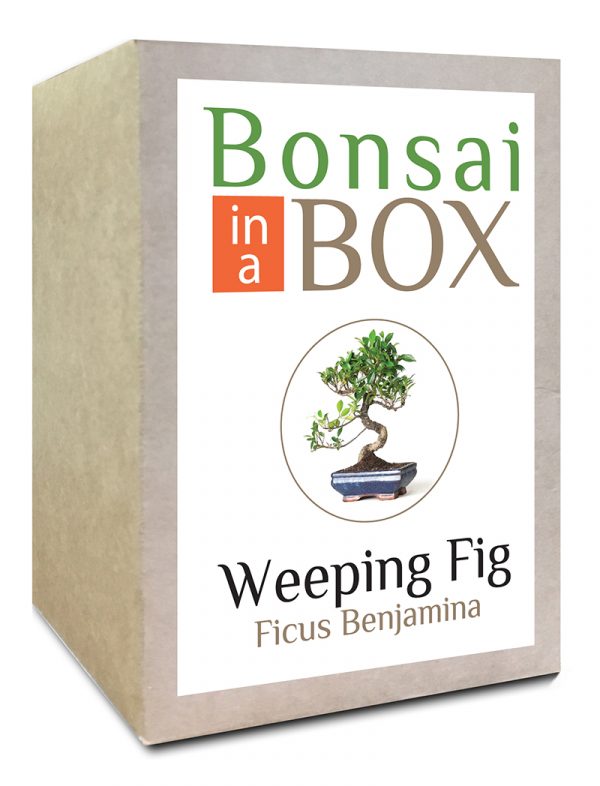 Bonsai in a box - Weeping Fig