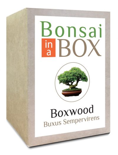 Bonsai in a box - Boxwood