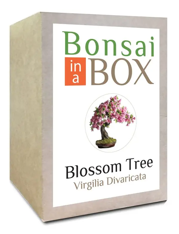 Bonsai in a box - Blossom Tree