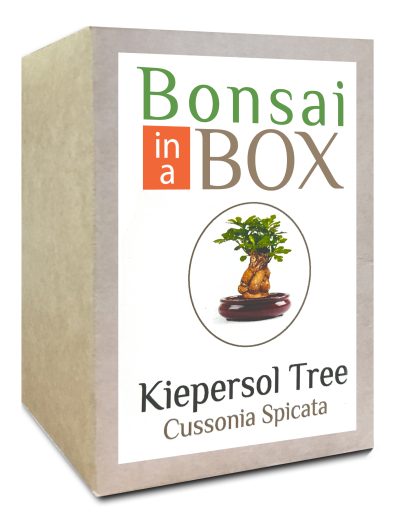 Bonsai in a box - Kiepersol Tree
