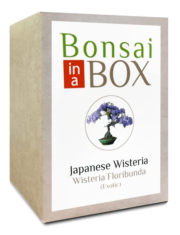 Bonsai in a box - Japanese Wisteria