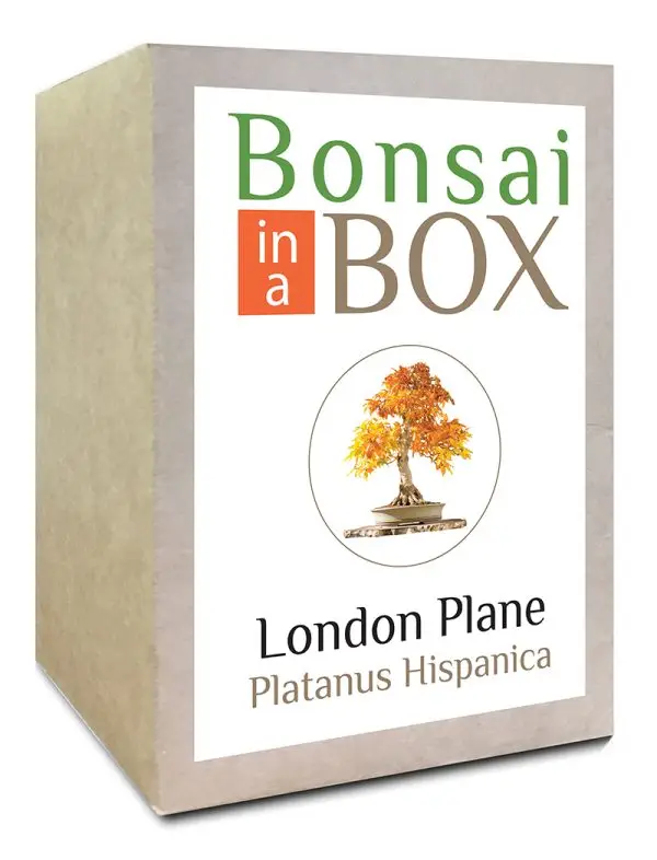 Bonsai in a box - London Plane tree